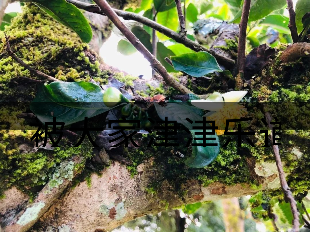 被大家津津樂道的森林茶，你知道是什么？-4-1