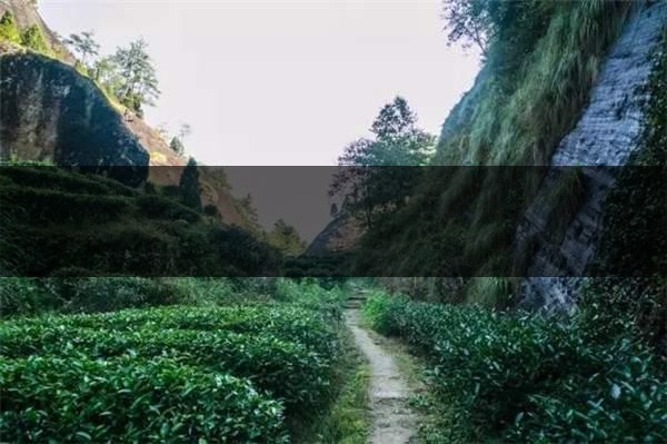 喝武夷山巖茶的香，什么是工藝香？-3