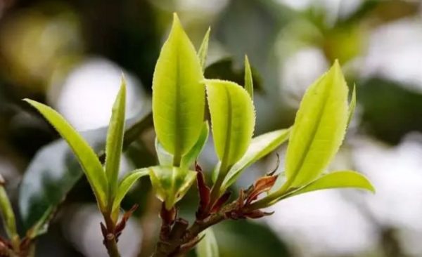 一杯刮風(fēng)寨，邂逅山野之韻