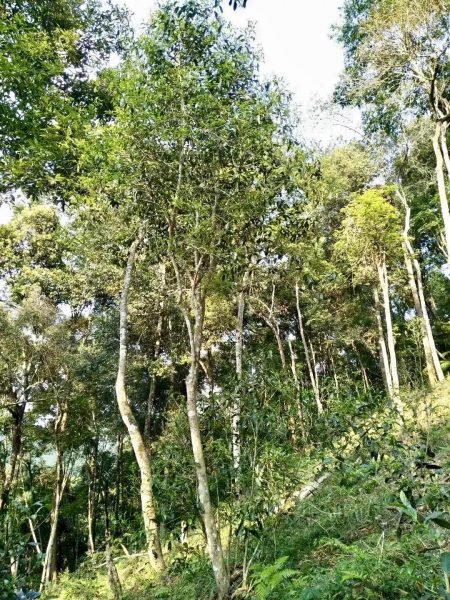 你喝不出來的“高桿古樹”或許就是一個偽概念、偽命題