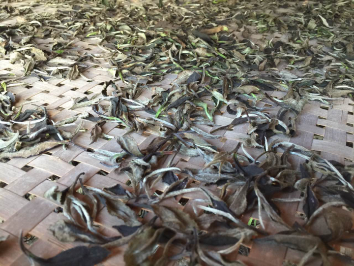 2020年普洱春茶的故事你想好了嗎？