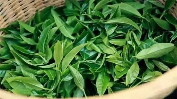 2021年曼秀古樹茶，易武的超級黑馬