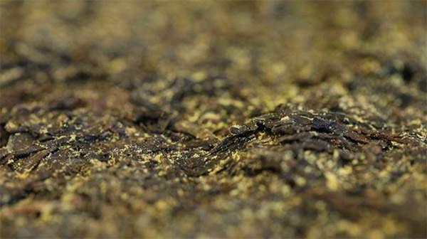 你手中的茯茶金花有可能是假金花？