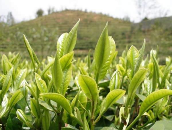 春茶到底好在哪里？