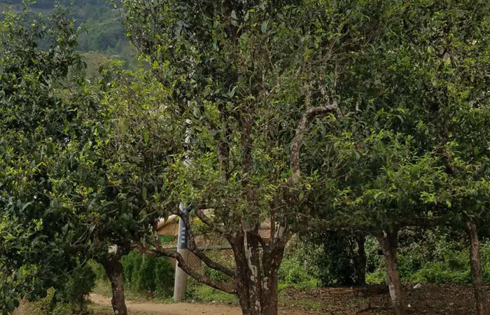 2021年冰島老寨秋茶口感特點？