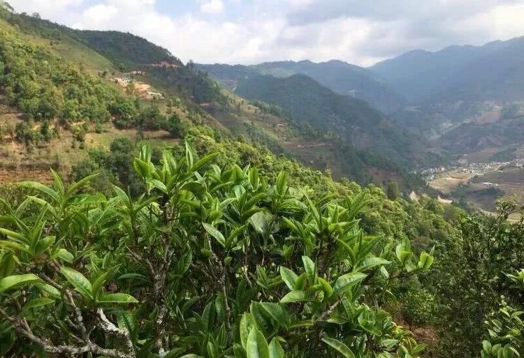 2021年冰島秋茶，你所需要知道的七個事實