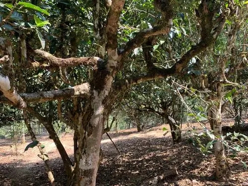 2021年磨烈古樹秋茶特點？