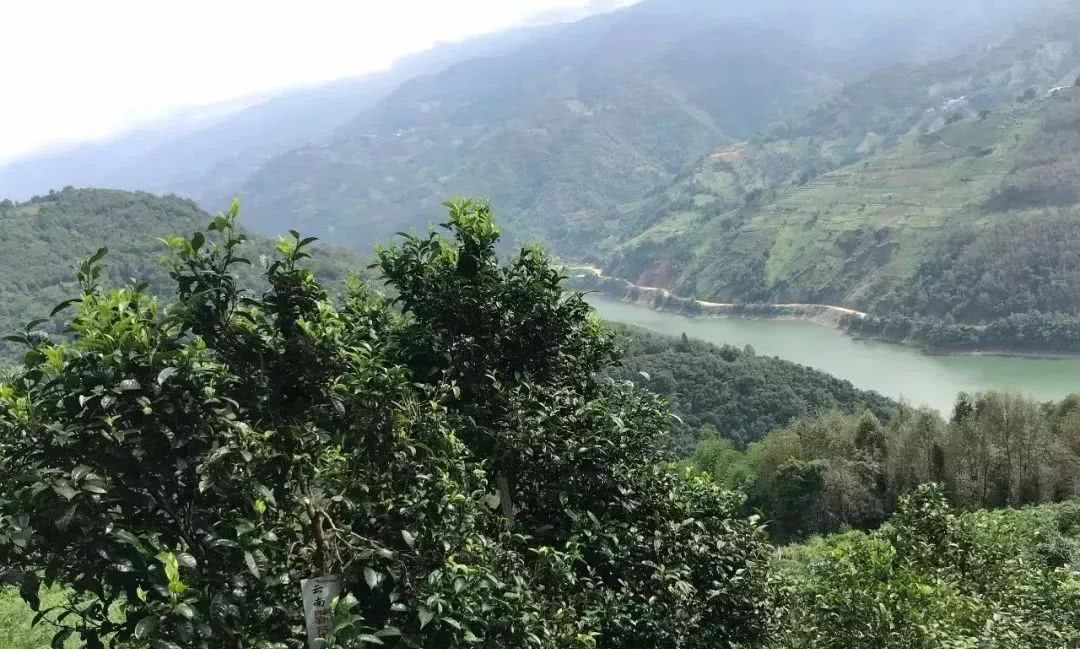 2021年單論茶氣，冰島也不如它-磨烈古樹秋