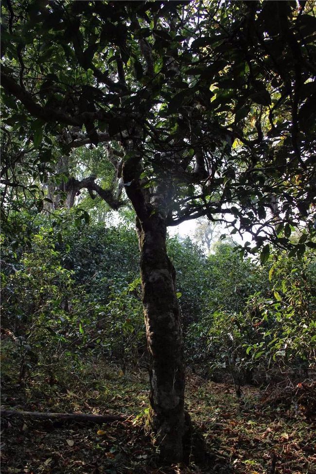 2021年大戶賽古樹秋茶特點？