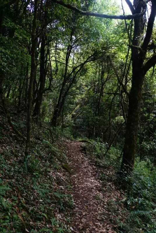 2021年大戶賽古樹秋茶價格是多少？