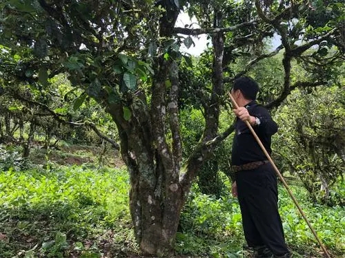 2021年大雪山古樹秋茶特點(diǎn)？