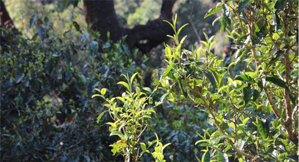 2021大雪山古樹秋茶香甜順滑！
