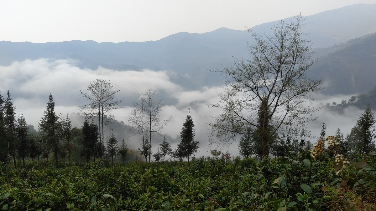 2021年大雪山古樹秋茶價(jià)格是多少？