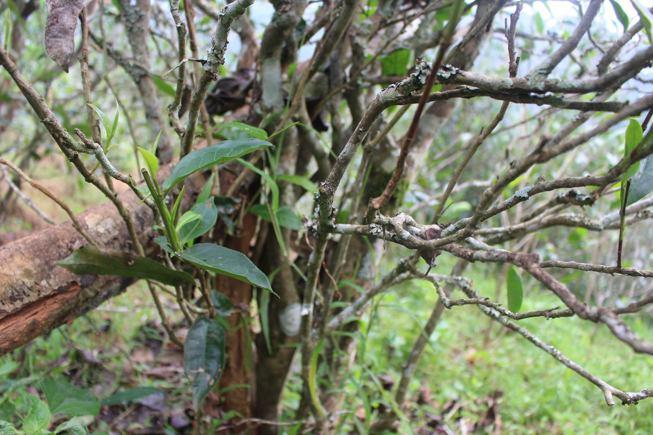 2021年壩糯古樹秋茶價(jià)格多少？