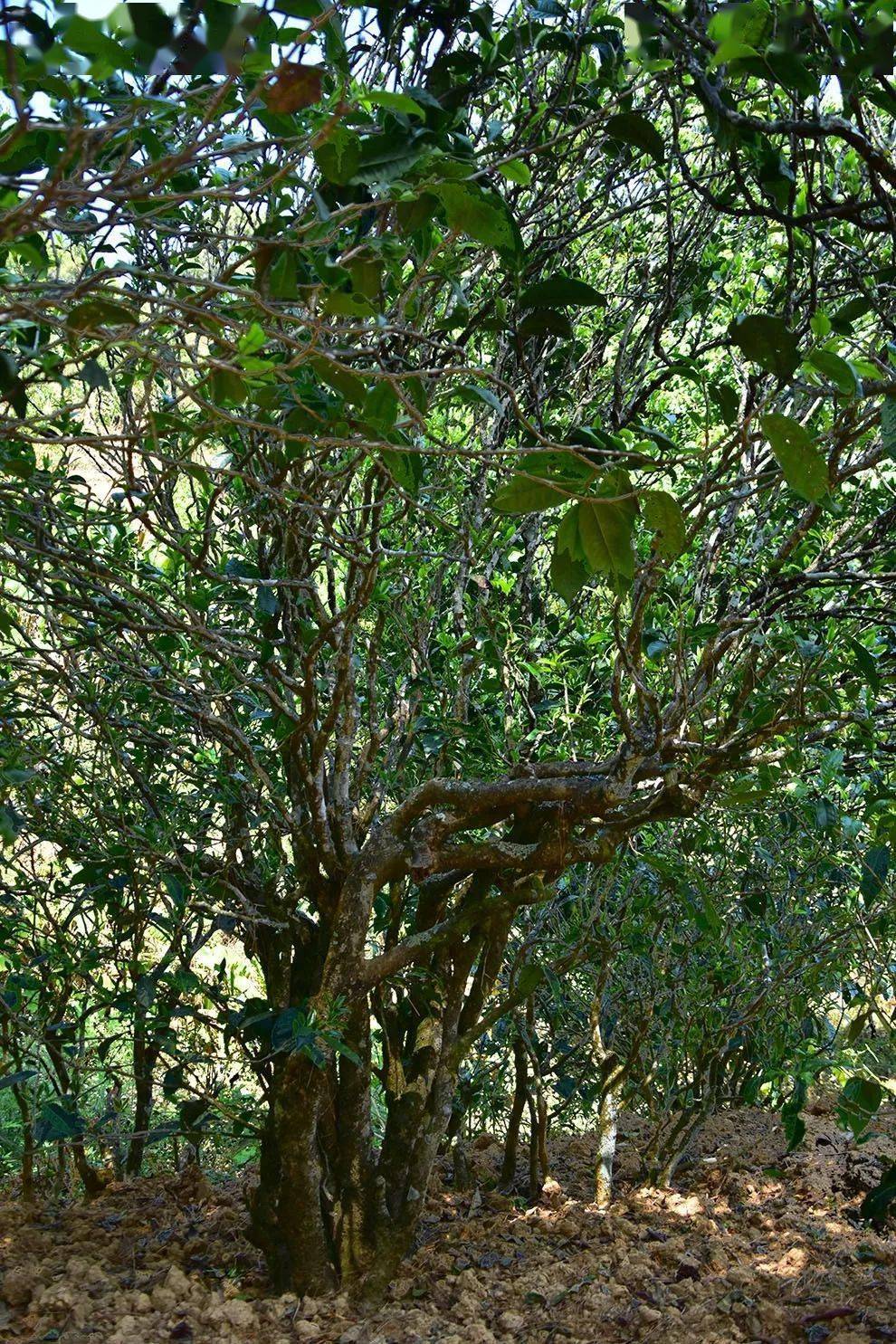 2021年正氣塘古樹秋茶口感是什么？