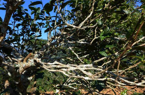 2021年正氣塘古樹秋茶花蜜香氣盈盈，冰糖甜韻深邃！