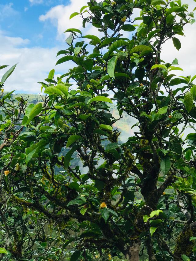 2021年冰島南迫古樹秋茶茶園詳解！