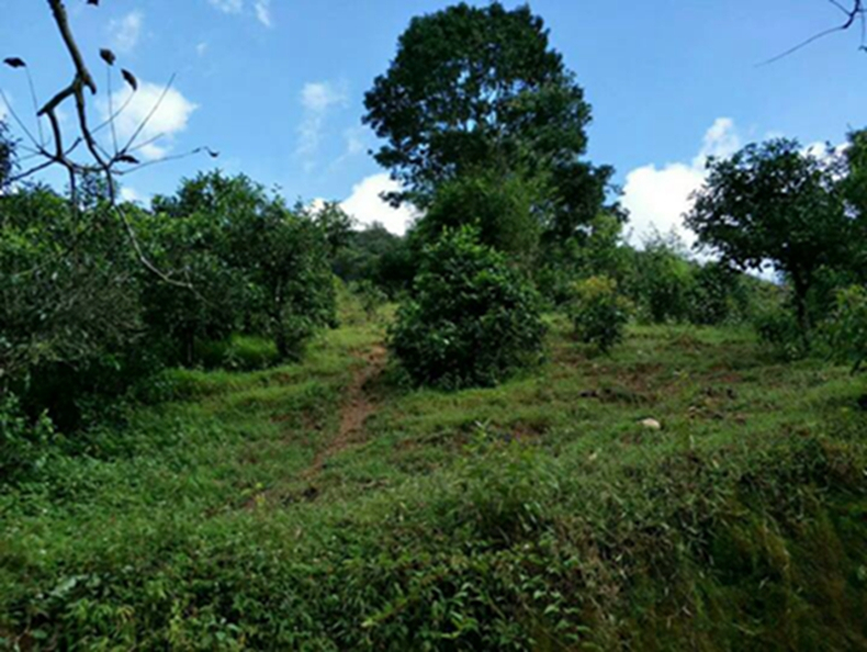 2021年冰島南迫古樹秋茶特點？