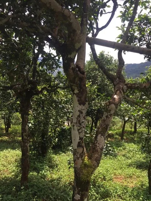 2021年冰島地界古樹秋茶口感？