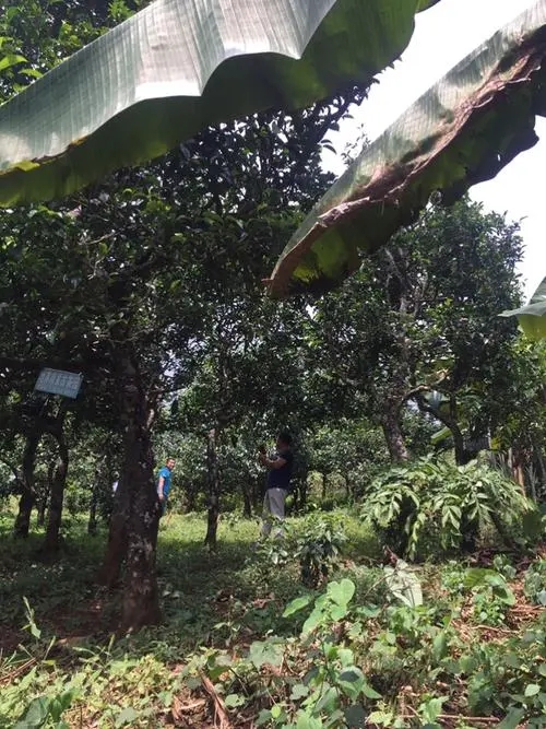 2021年冰島地界古樹秋茶特征詳解！