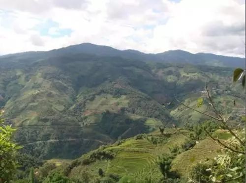 2021年冰島壩歪古樹秋茶特點？