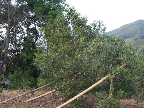 2021年冰島壩歪古樹秋茶茶園詳解！