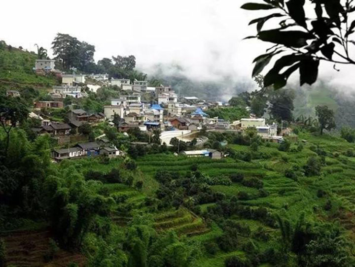 2021年冰島壩歪古樹秋茶口感？