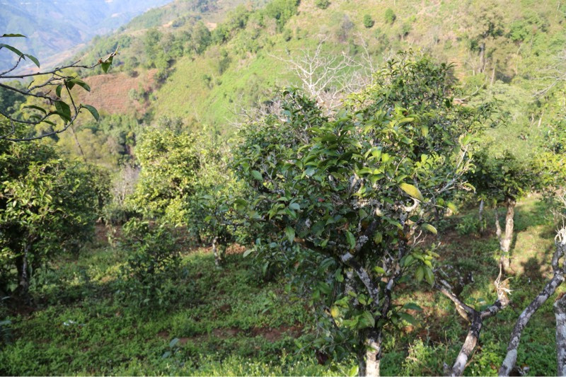 2021年冰島壩歪古樹秋茶，飲盡蘭花香，舒心又暢懷