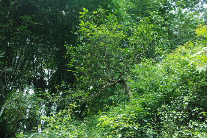 2021年冰島糯伍古樹秋茶| 甜出新高度，融在心底間~