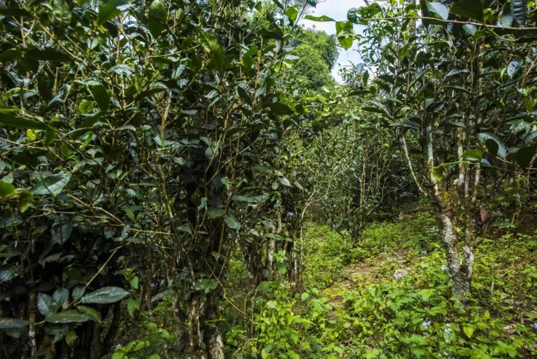 2021年冰島糯伍古樹秋茶口感是什么？