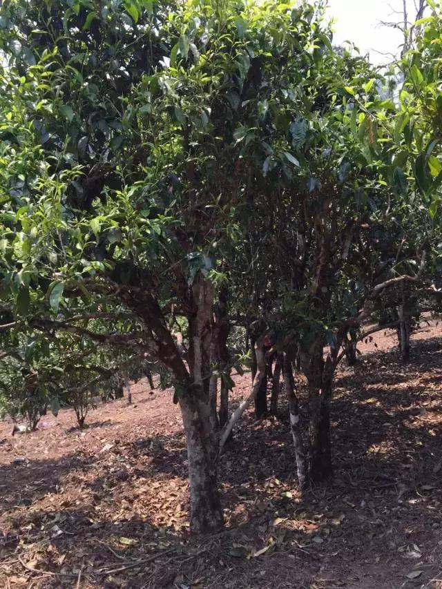 2021年冰島糯伍古樹秋茶特點(diǎn)？