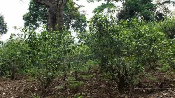 2021年冰島糯伍古樹秋茶多少錢一公斤？