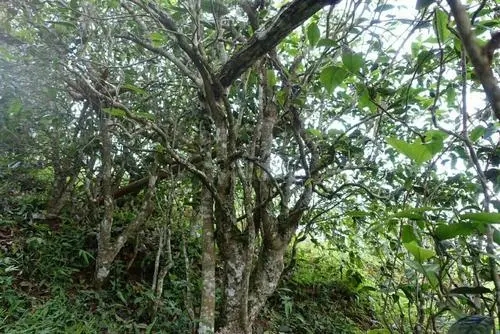 2021年昔歸古樹秋茶特點(diǎn)是什么？