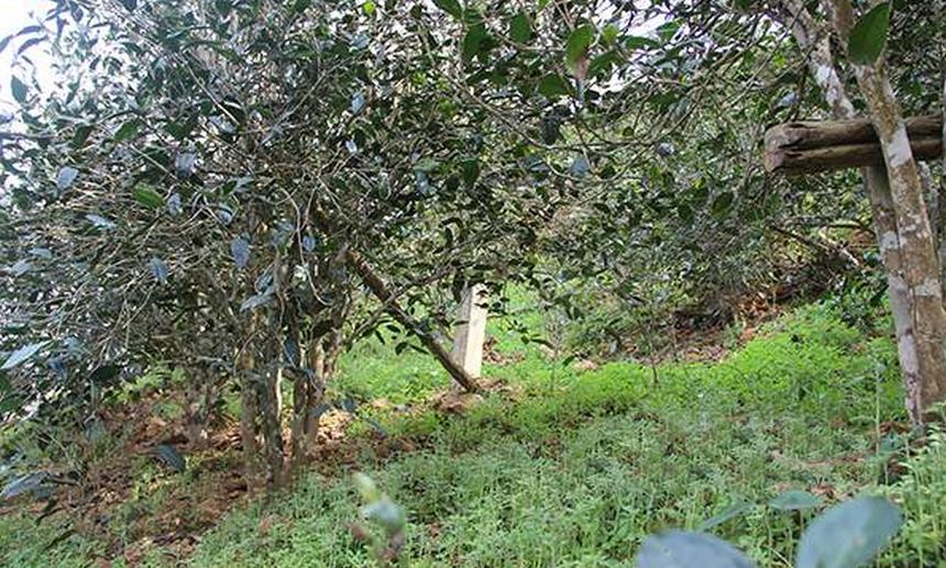 2021年昔歸古樹秋茶口感是什么？