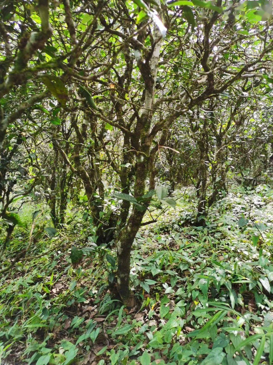 2021年昔歸古樹秋茶價(jià)格多少錢？