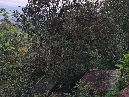 2021年那罕古樹秋茶價(jià)格是多少？