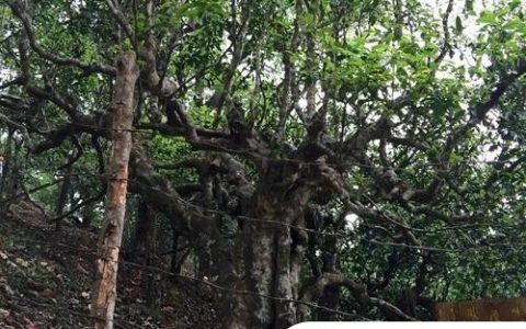 2021年忙肺古樹秋茶臨滄四大名茶之一！