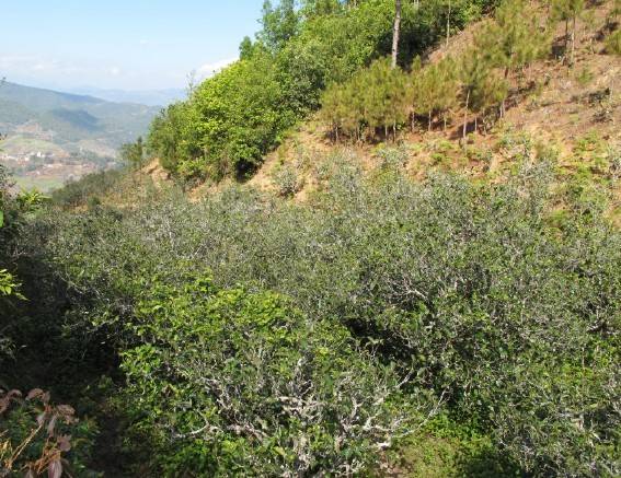 2021年梅子箐古樹秋茶特點(diǎn)是什么？