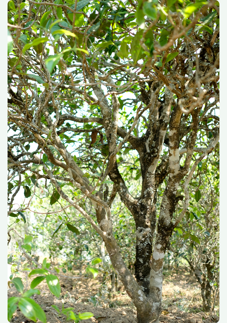 2021梅子箐古樹秋茶甜如冰島、香似昔歸:人間三月,怎么少得了梅子箐?