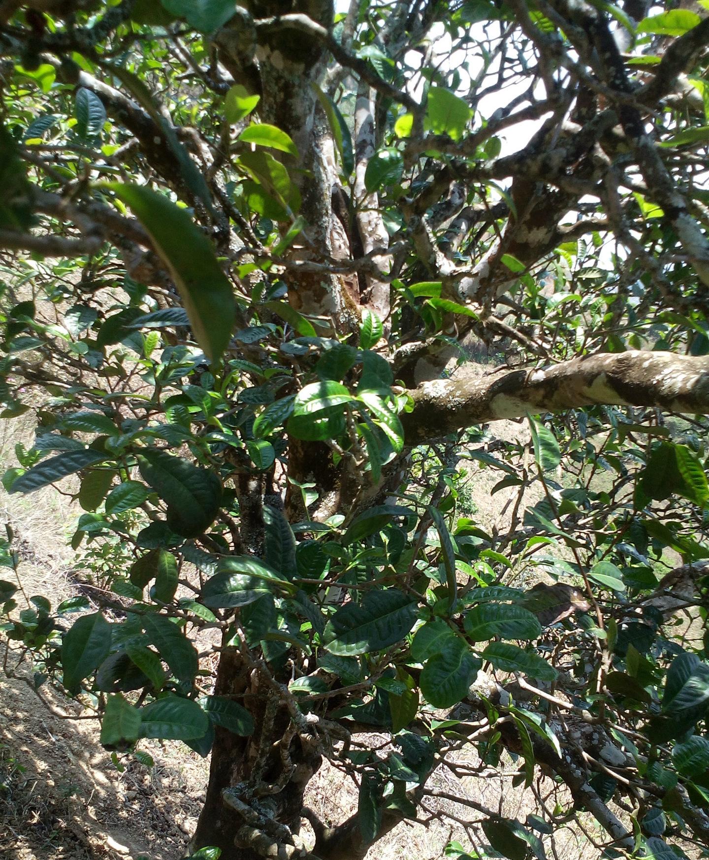 2021年巖子頭古樹秋茶特點(diǎn)？