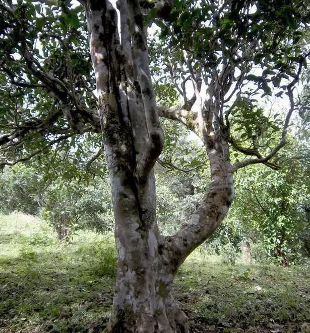 2021年巖子頭古樹秋茶，亂石出好茶！