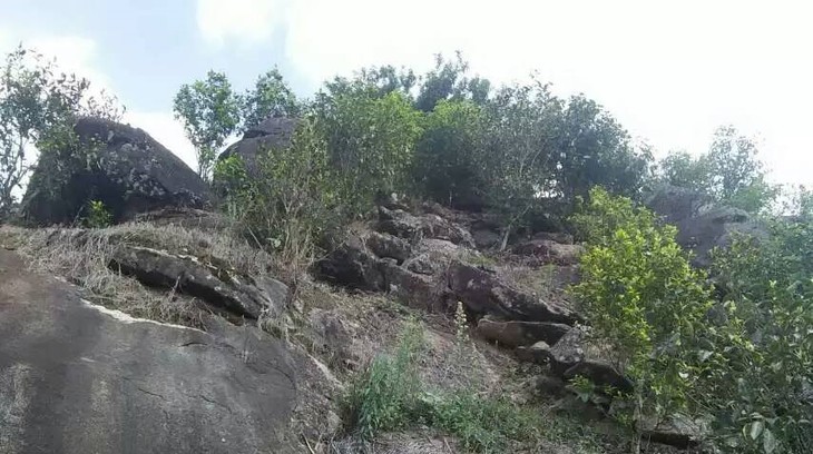 2021年巖子頭古樹秋茶內(nèi)含物質(zhì)可以和昔歸古樹毛茶相娉美·！