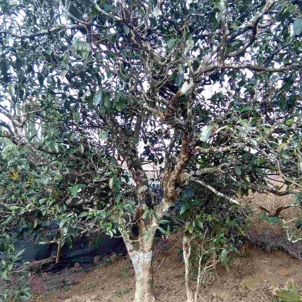 2021馬鞍山古樹秋茶口感？