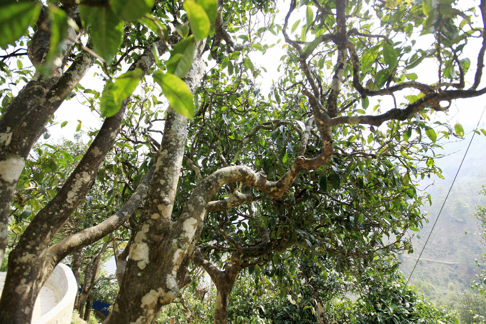 2021年馬鞍山古樹秋茶價(jià)值如何？