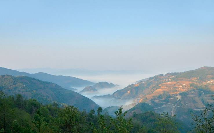 2021年白鶯山古樹秋茶白鶯聚居之地，普洱茶樹的天堂