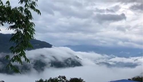 2021年白鶯山古樹秋茶多少錢一公斤？