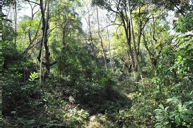 2021年老班章古樹秋茶特點(diǎn)？