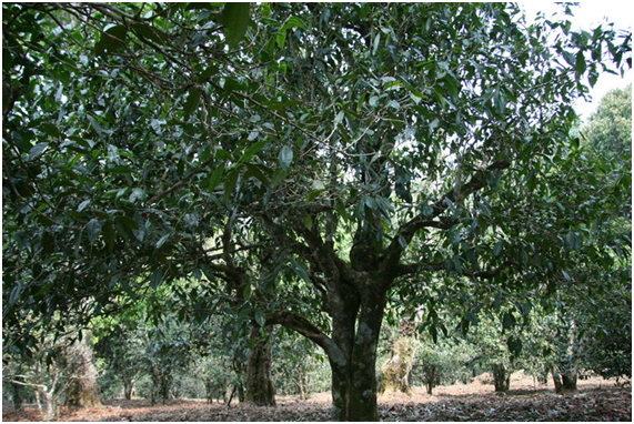 2021年老班章古樹秋茶多少錢一公斤？