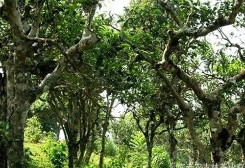 2021年新班章古樹秋茶特點(diǎn)？