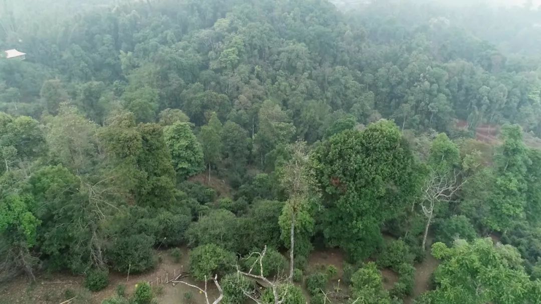 2021年新班章古樹秋茶口感是什么？